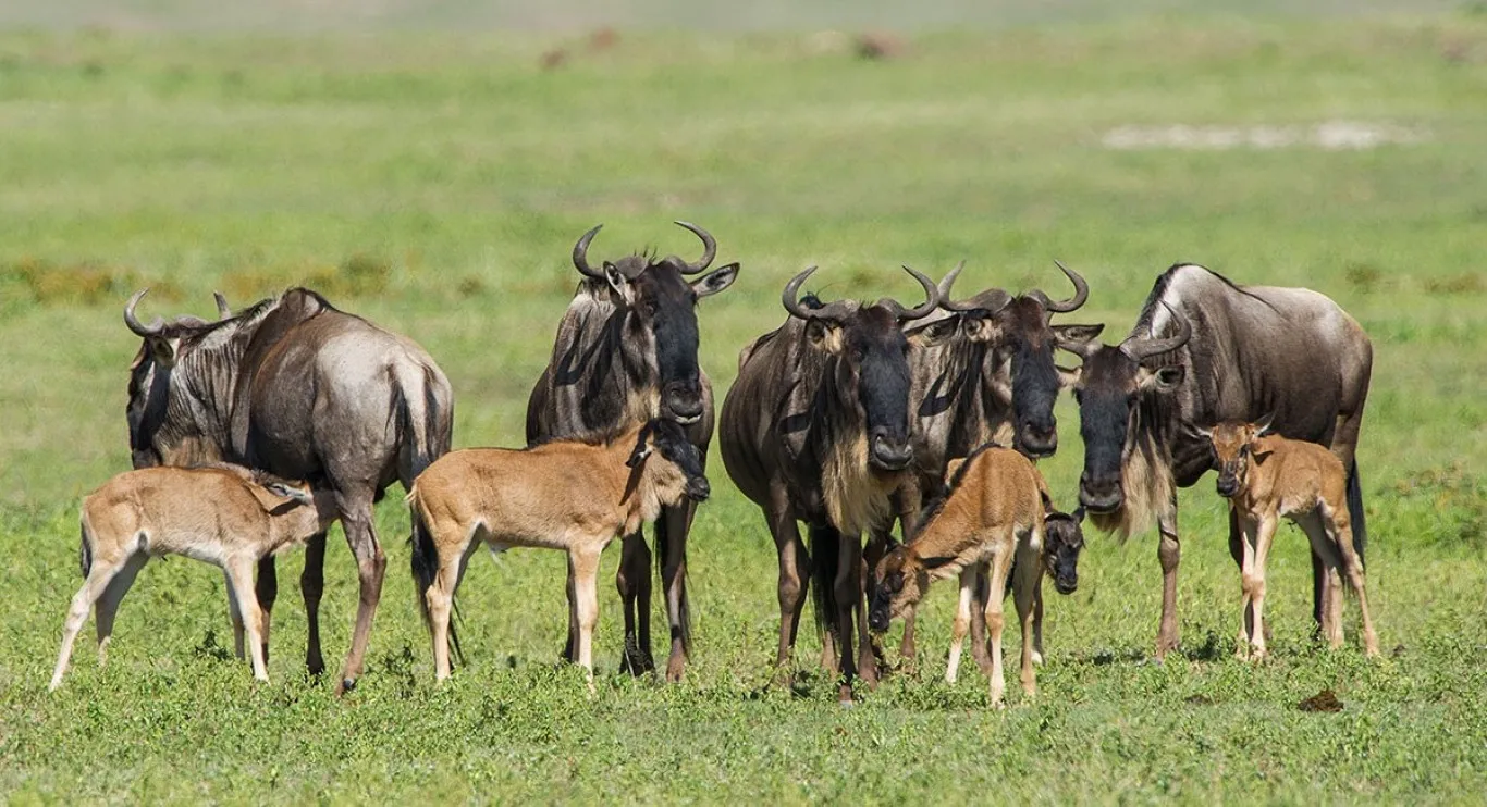 Unforgettable Safari Adventures