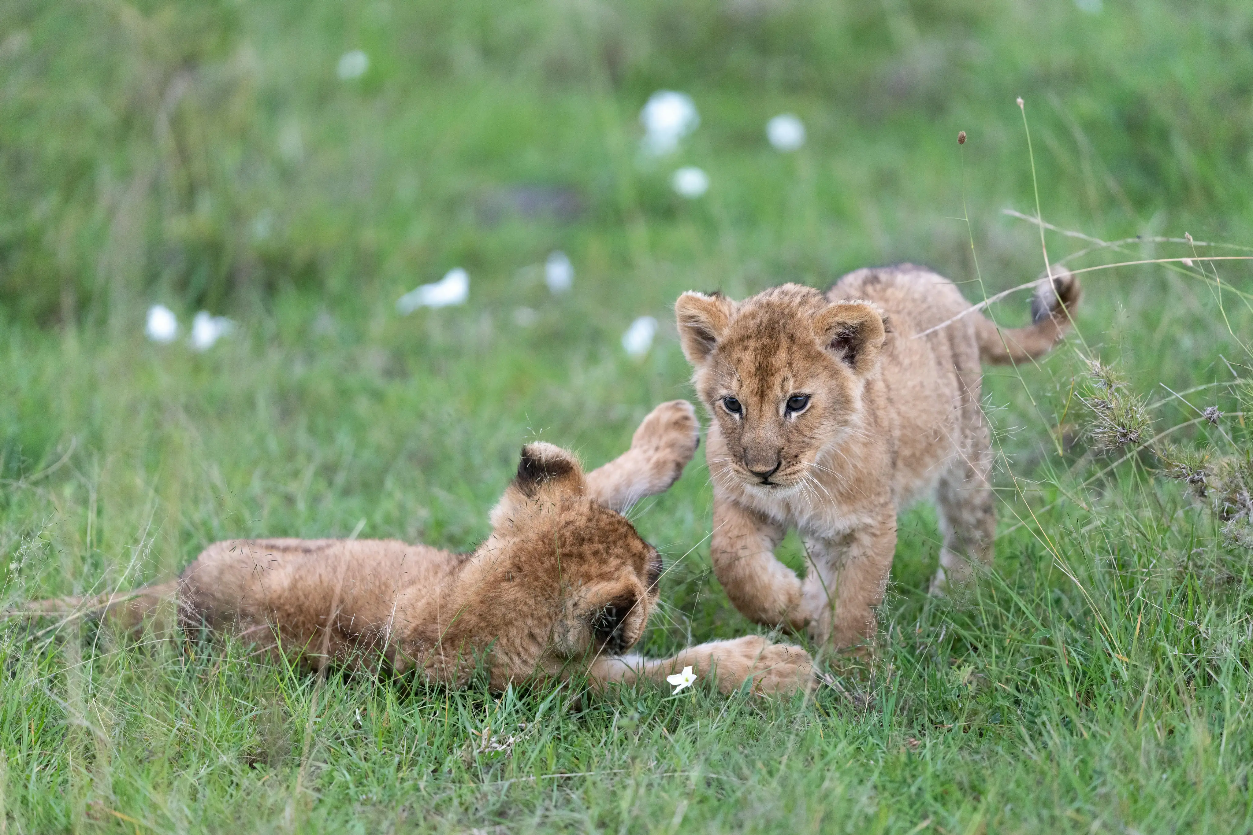 Lake Manyara National ParkImage1