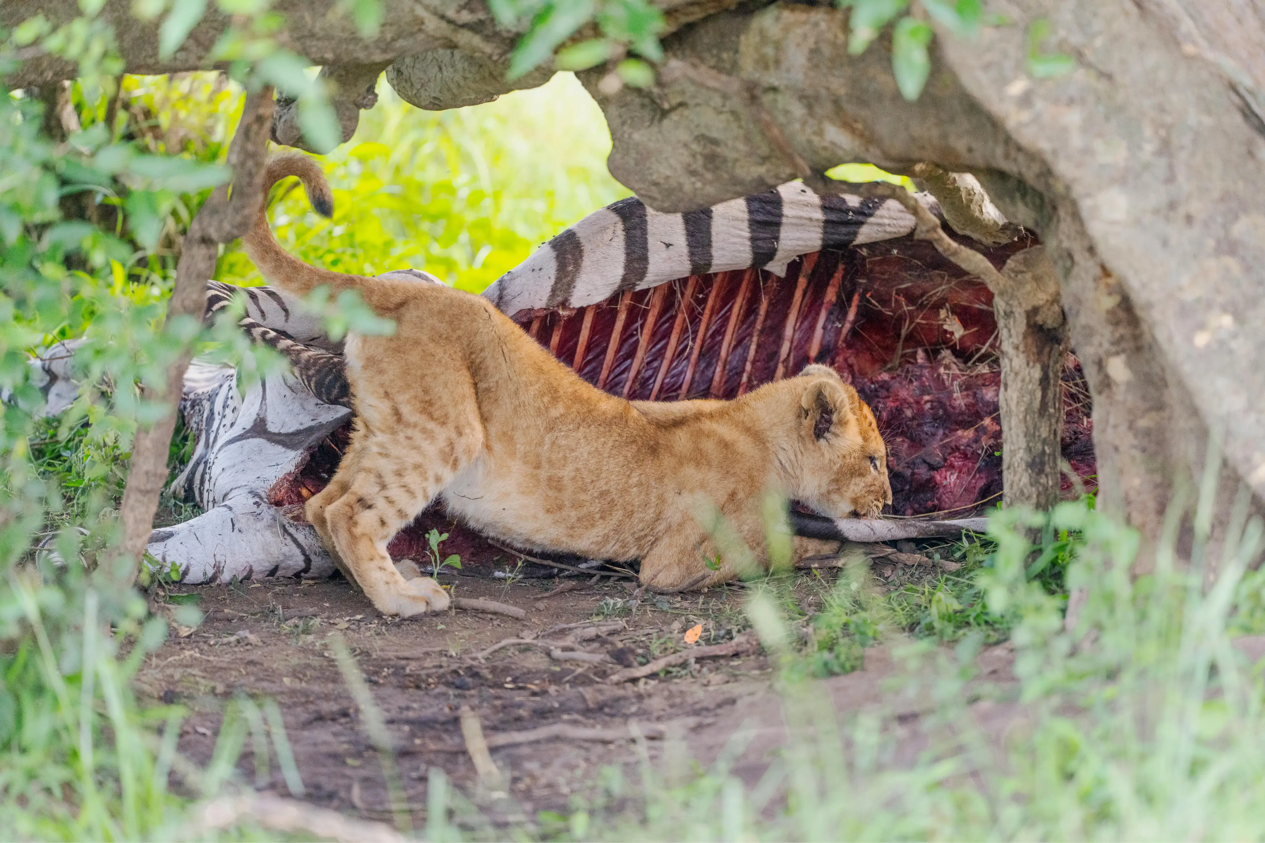 Lake Manyara National ParkImage1