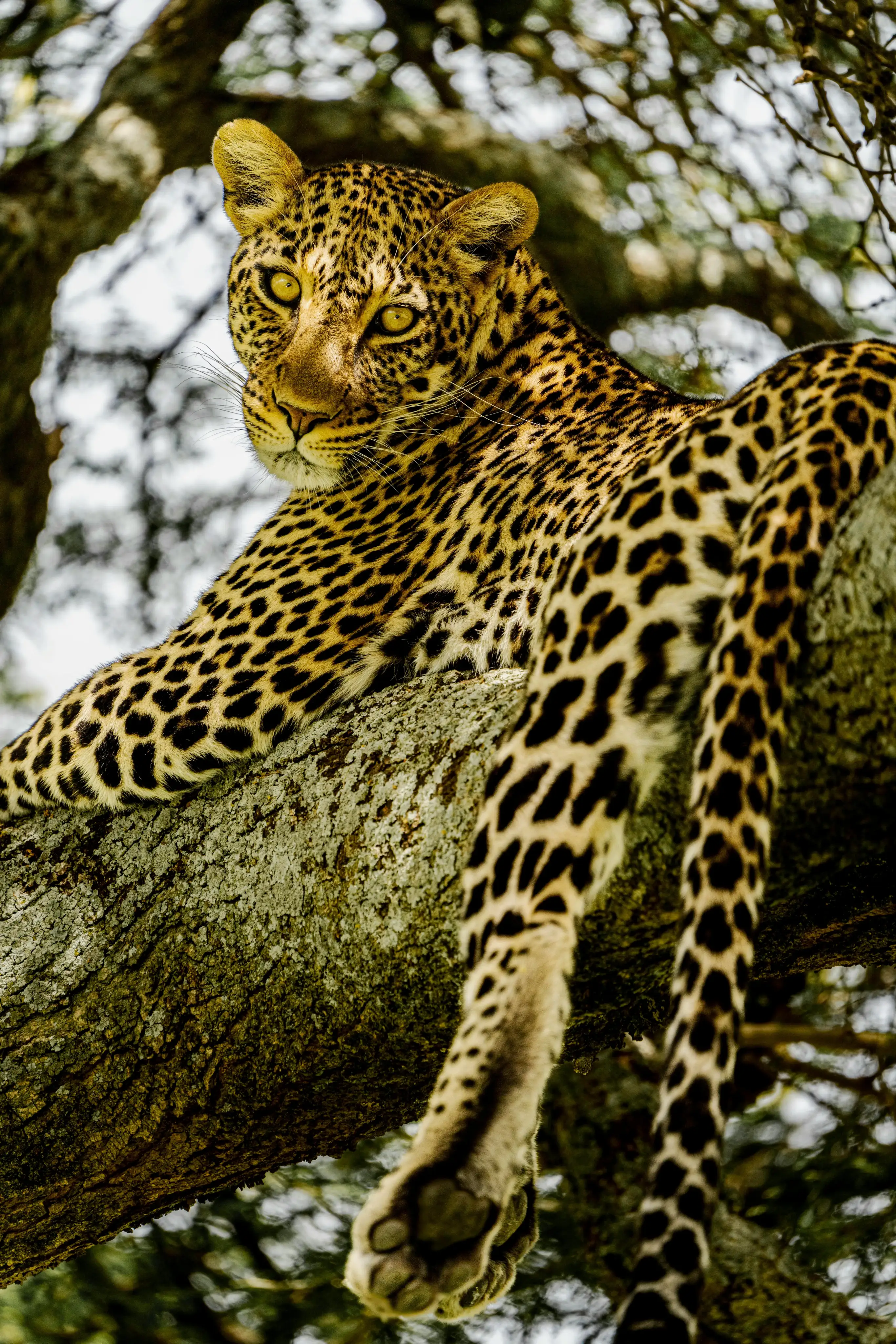 Serengeti National ParkImage1