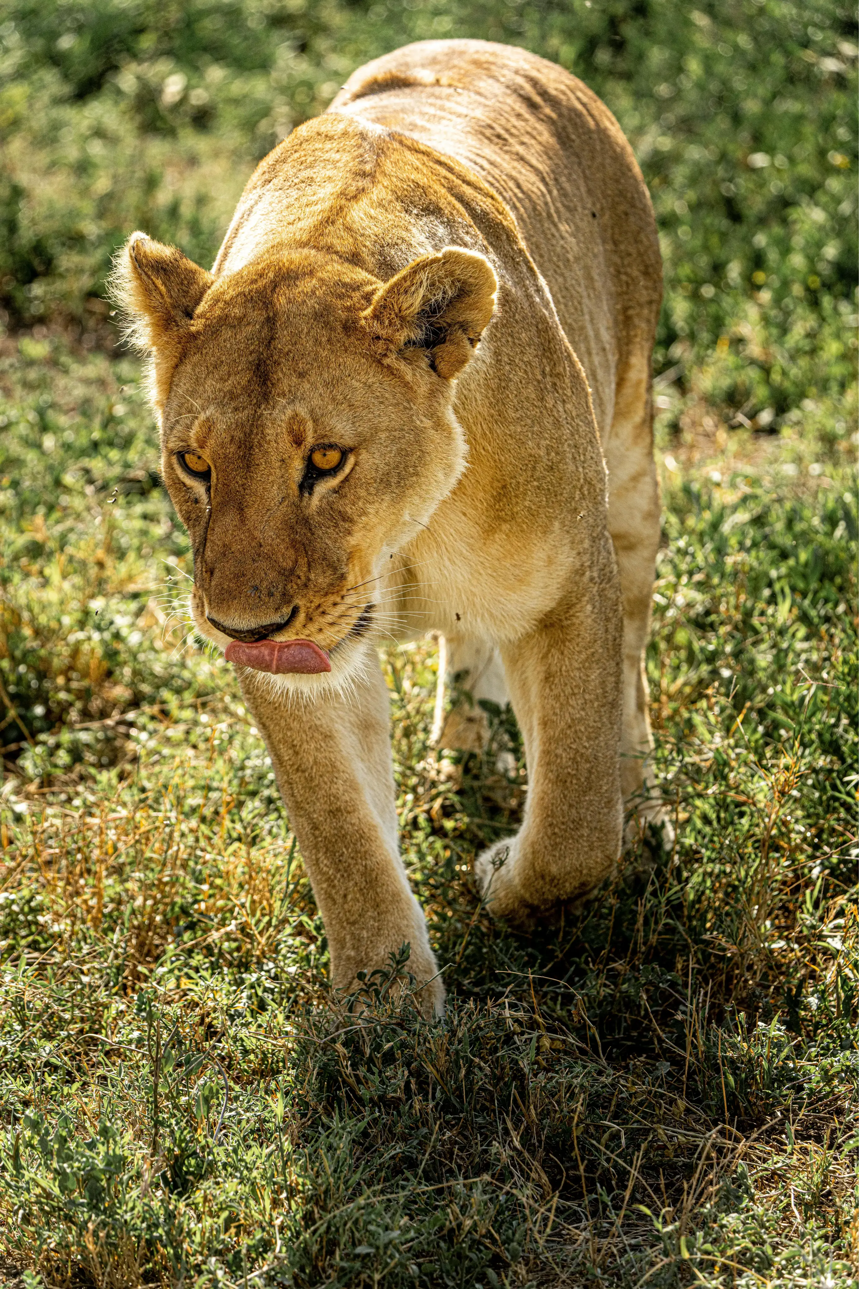 Serengeti National ParkImage1