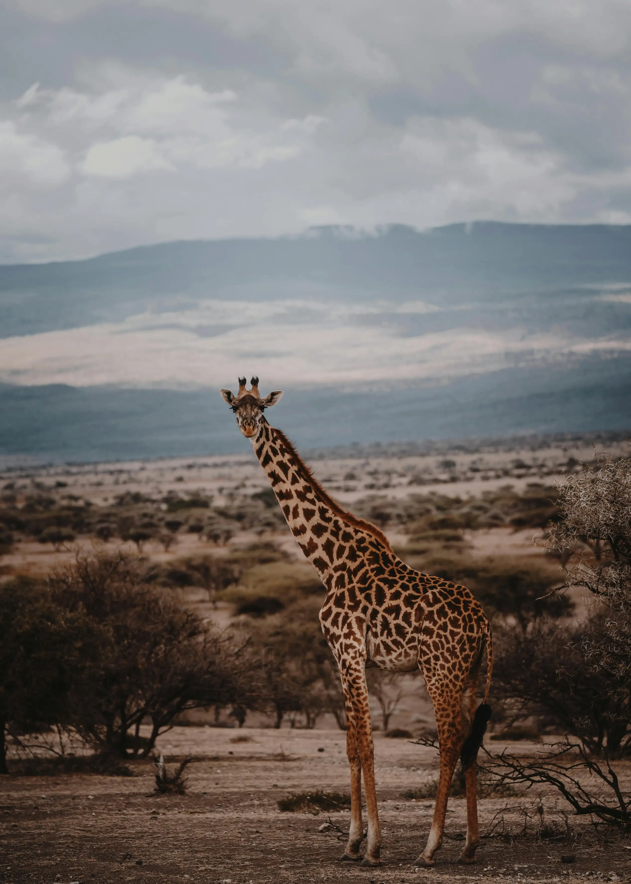 Serengeti National ParkImage1