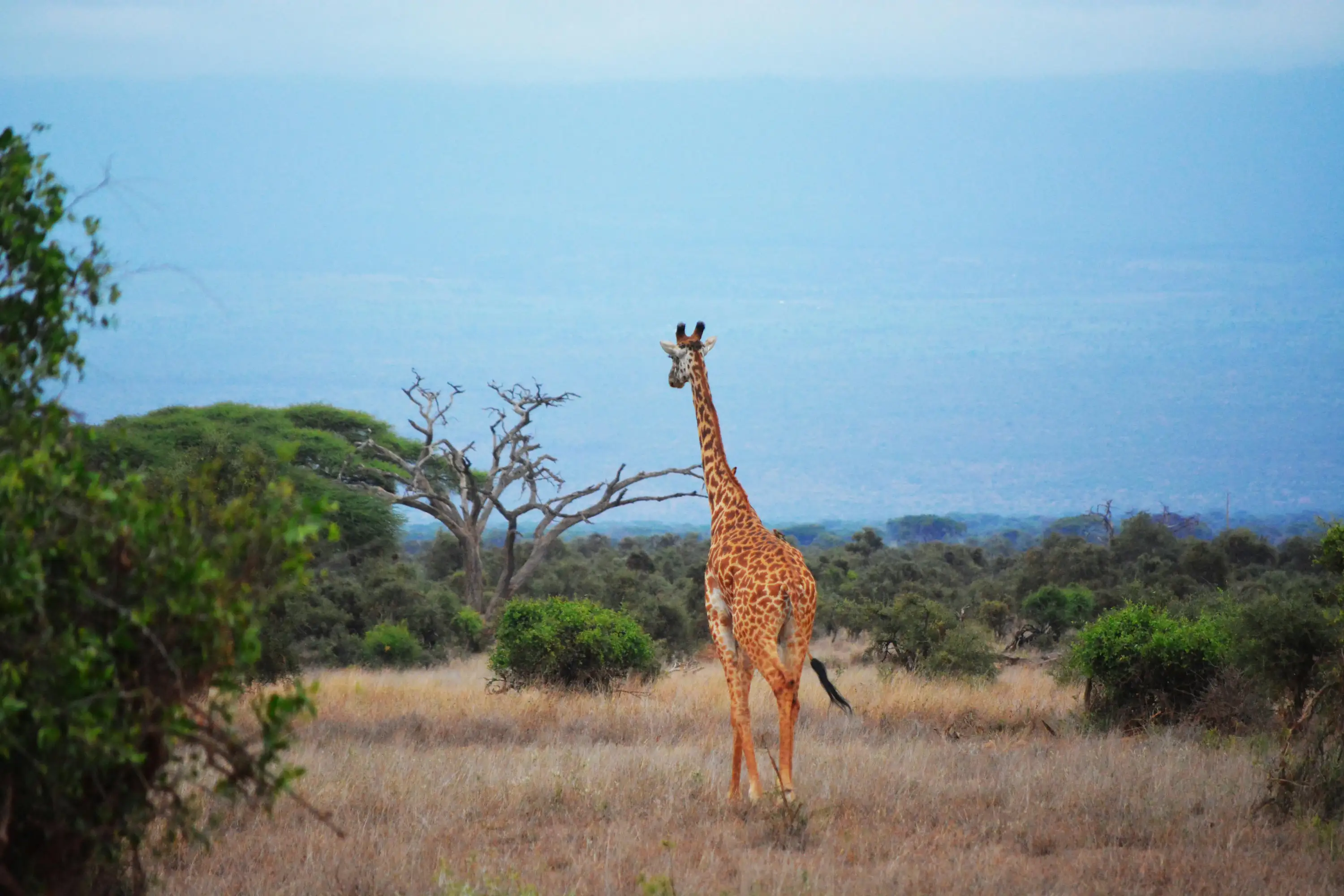 Tarangire National ParkImage1