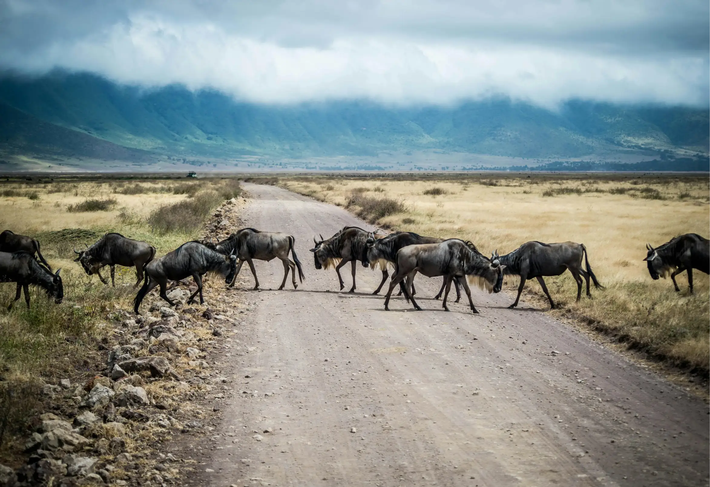 Ngorongoro Conservation AreaImage1
