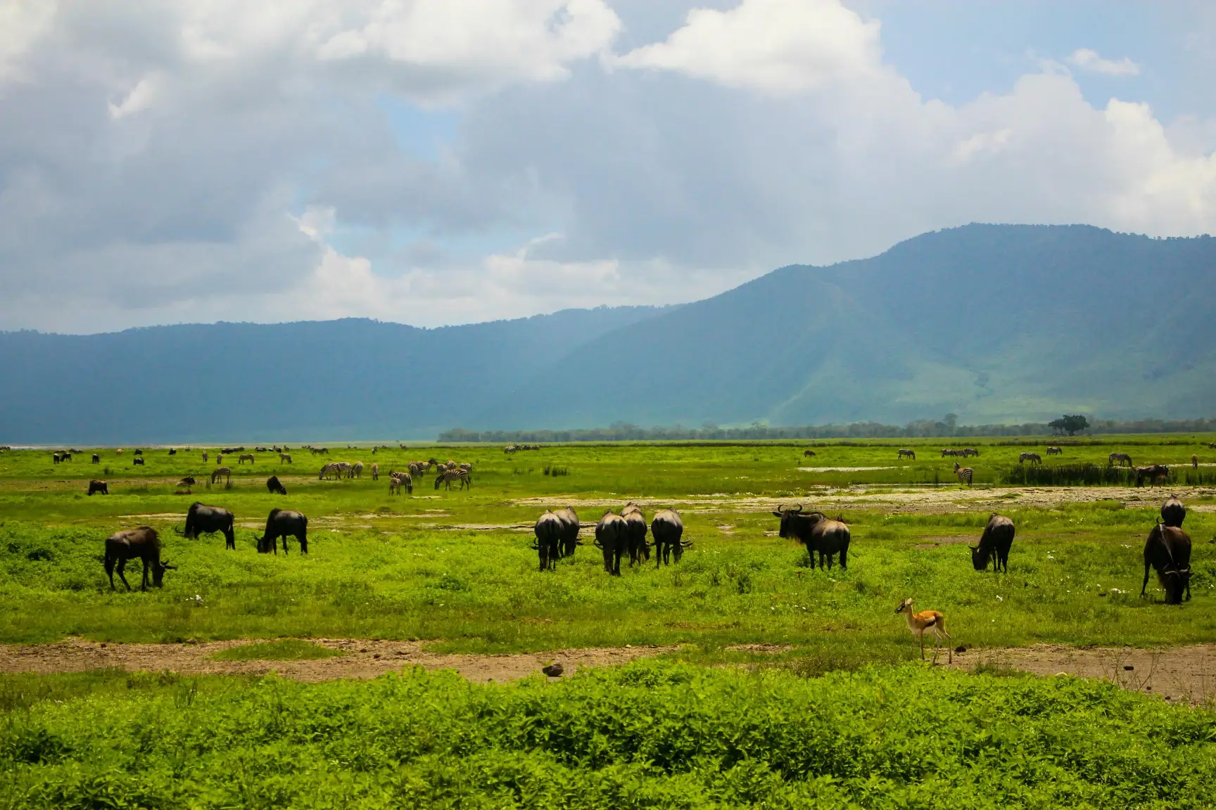 Ngorongoro Conservation AreaImage1